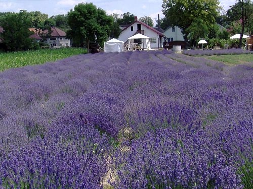 Cultura de lavanda (c) emaramures.ro